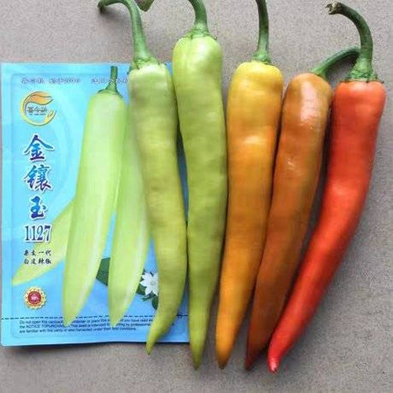 金镶玉1127白皮辣椒中熟大果高产适合鲜食及