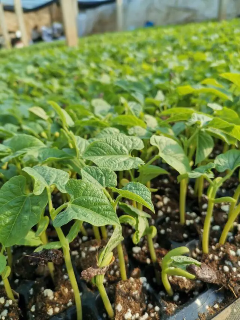 精品芸豆苗基地直发保质保量全国发货欢迎咨询
