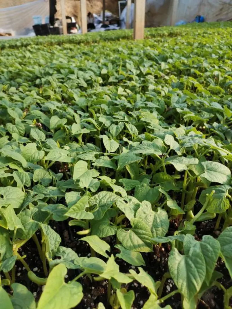精品芸豆苗基地直发保质保量全国发货欢迎咨询