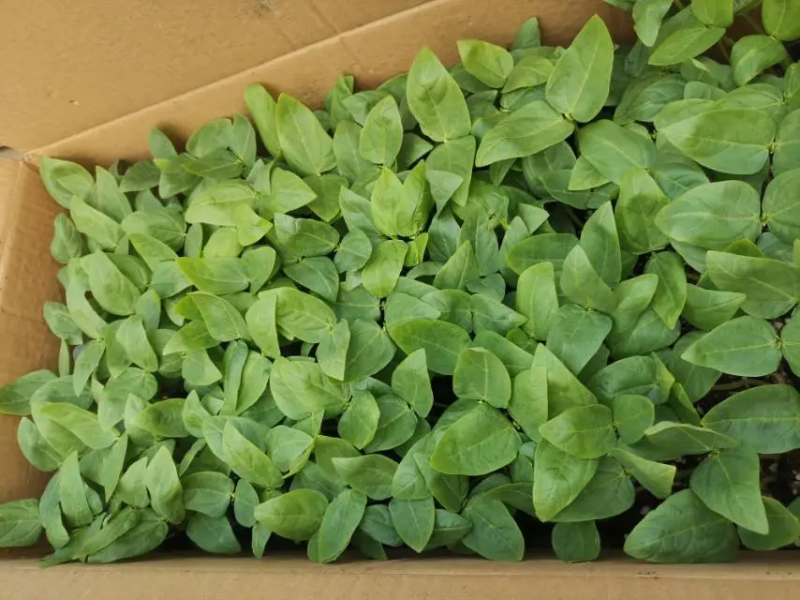 精品芸豆苗基地直发保质保量全国发货欢迎咨询