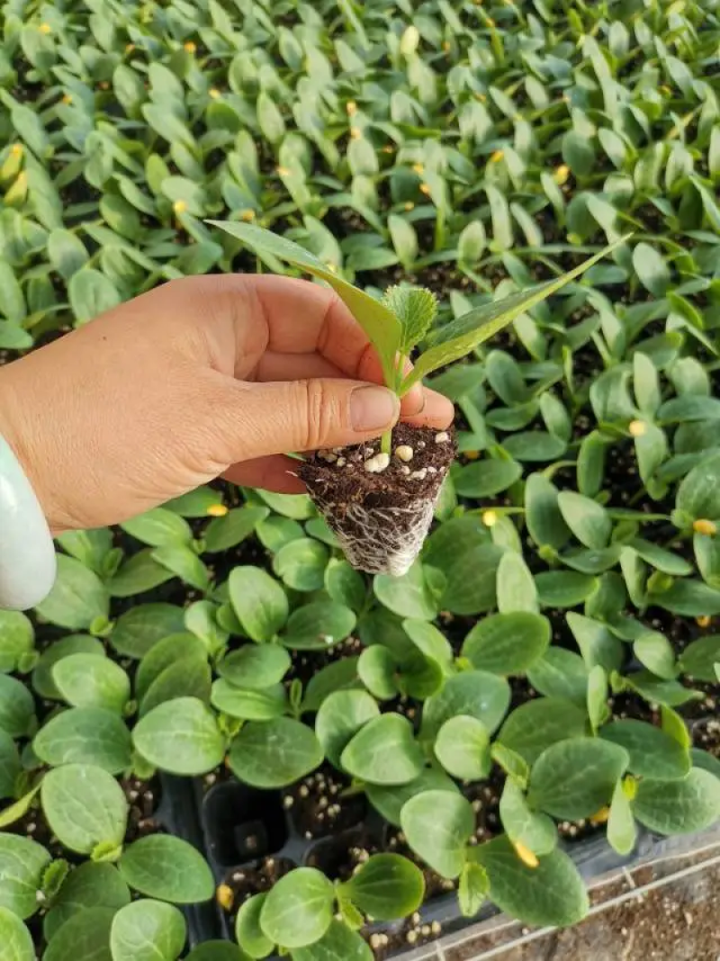 精品芸豆苗基地直发保质保量全国发货欢迎咨询