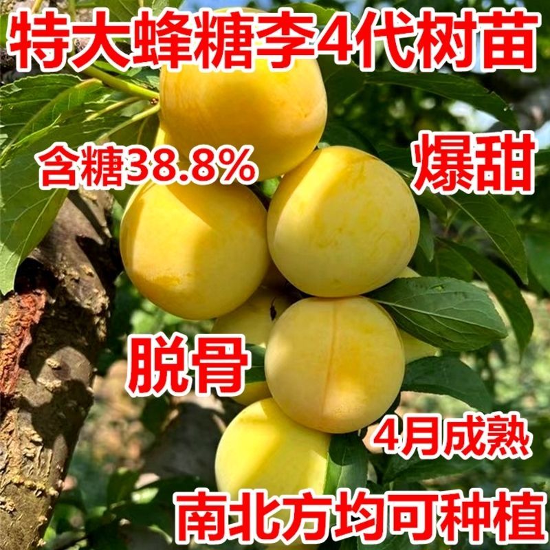 【包活】李子苗/蜂糖李子苗脱核嫁接基地直发供应南北种植