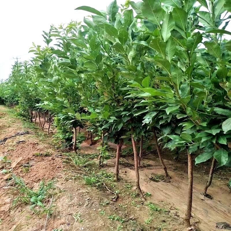 【包活】李子苗/蜂糖李子苗脱核嫁接基地直发供应南北种植
