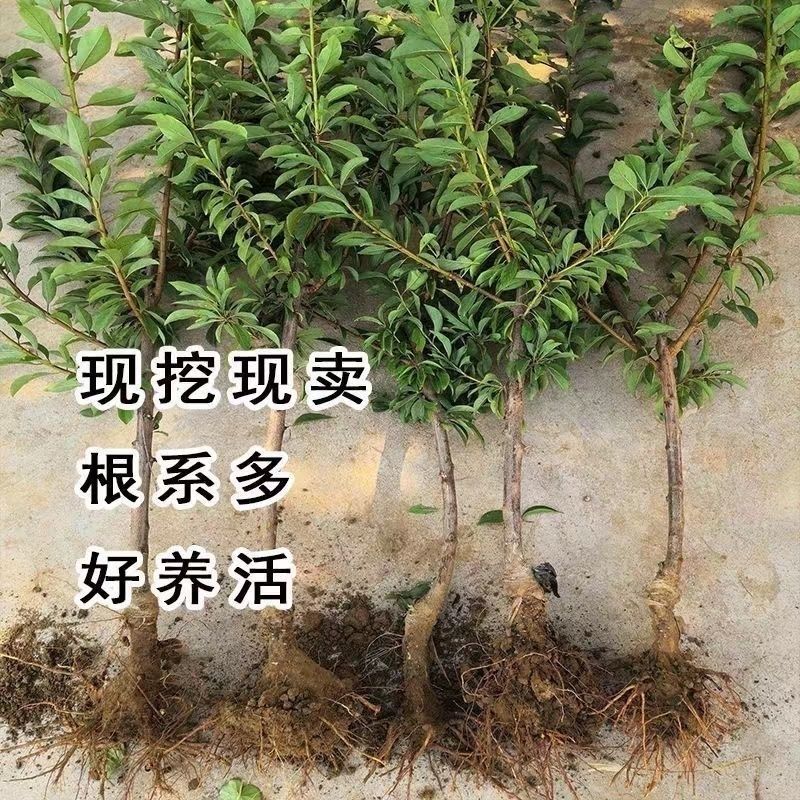 【包活】李子苗/蜂糖李子苗脱核嫁接基地直发供应南北种植