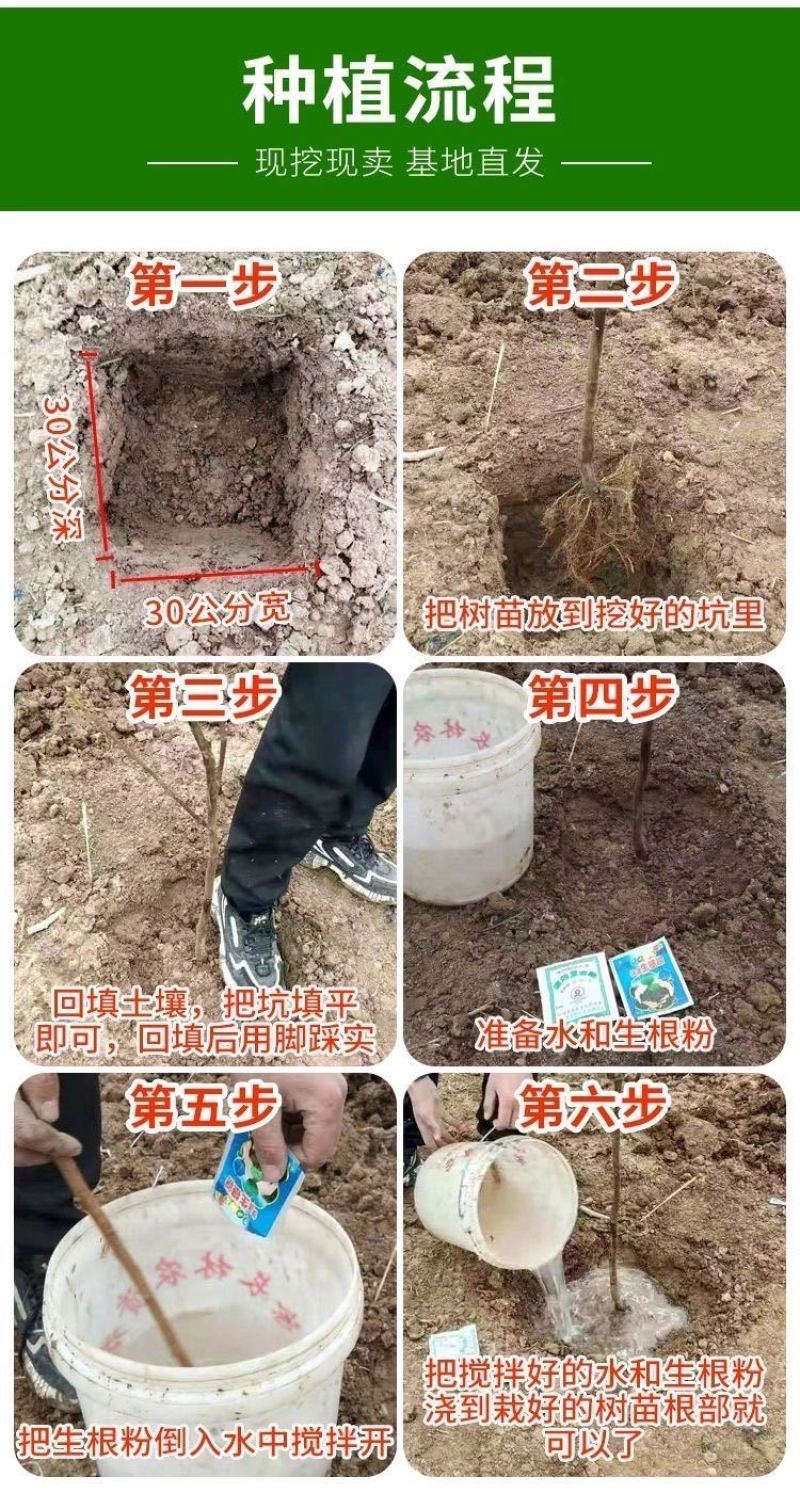【包活】李子苗/蜂糖李子苗脱核嫁接基地直发供应南北种植