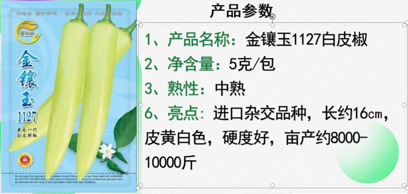 金镶玉1127白皮辣椒中熟大果高产适合鲜食及