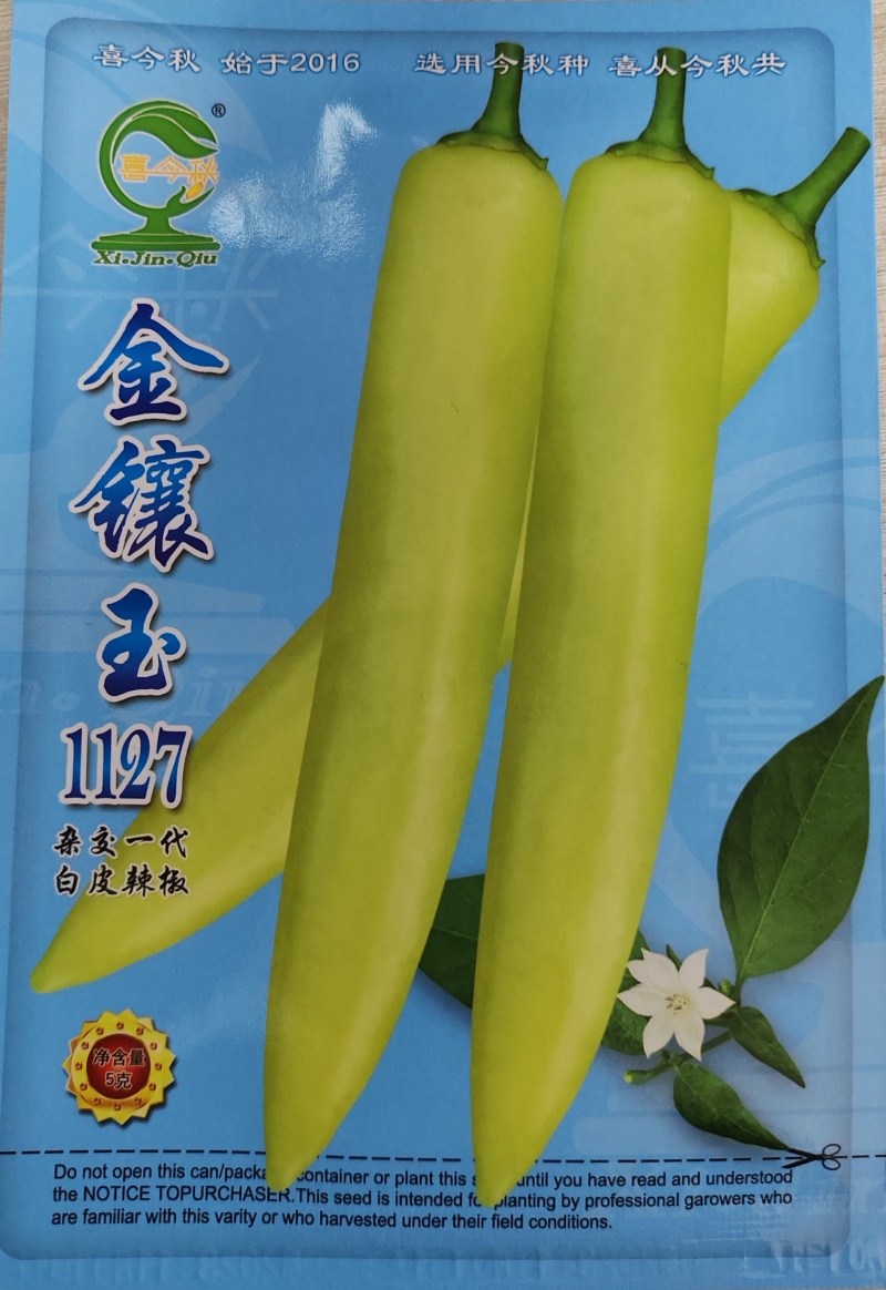 金镶玉1127白皮辣椒中熟大果高产适合鲜食及