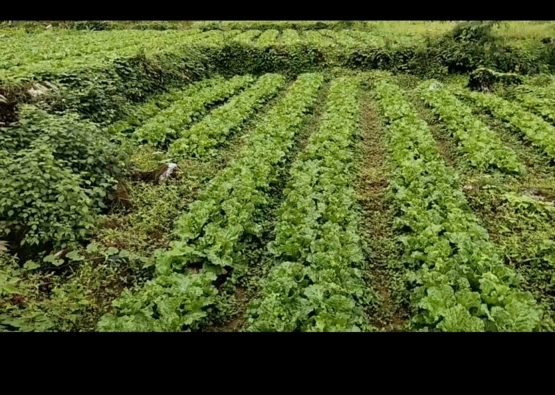 马鹿村高山反季节蔬菜（每年6--7月上市）