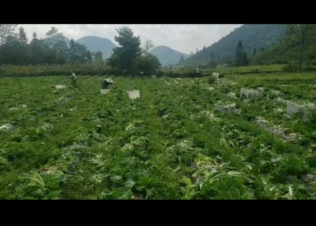 贵州高原白菜种植基地航拍图