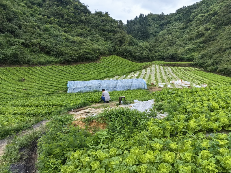 马鹿村高山反季节蔬菜（每年6--7月上市）