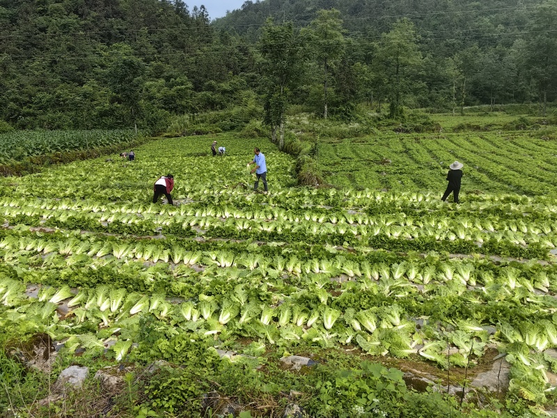 马鹿村高山反季节蔬菜（每年6--7月上市）