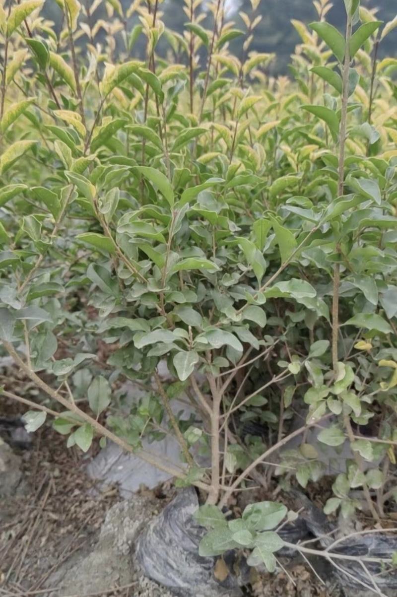 金禾女贞，高度10-50厘米，冠幅5-45厘米，基地直发