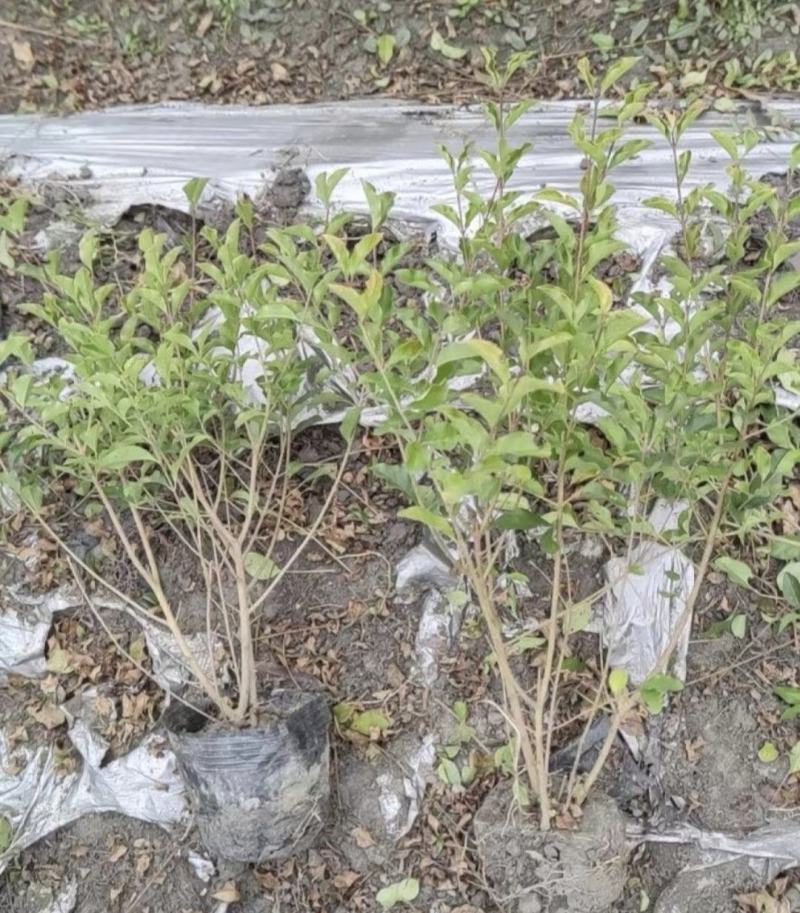 金禾女贞，高度10-50厘米，冠幅5-45厘米，基地直发