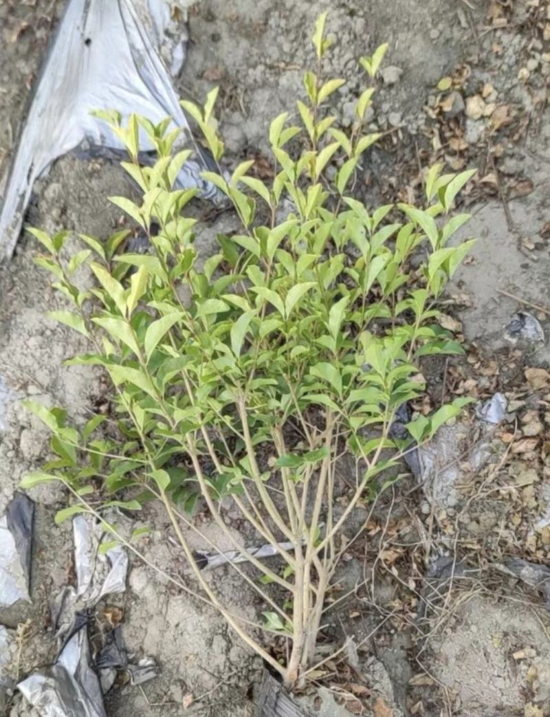 金禾女贞，高度10-50厘米，冠幅5-45厘米，基地直发