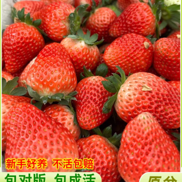 【推荐】云南妙香三号天仙醉草莓苗产地直发欢迎来电咨询
