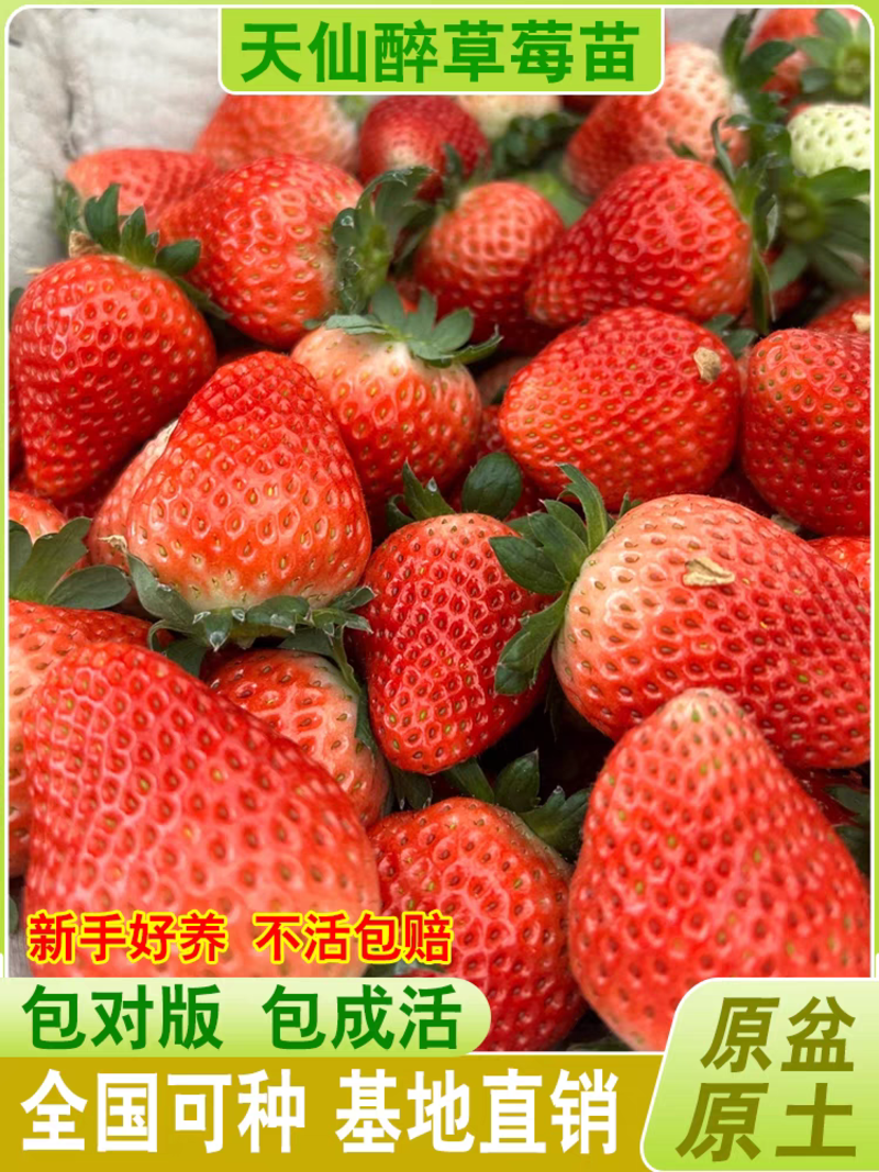 【推荐】云南妙香三号天仙醉草莓苗产地直发欢迎来电咨询
