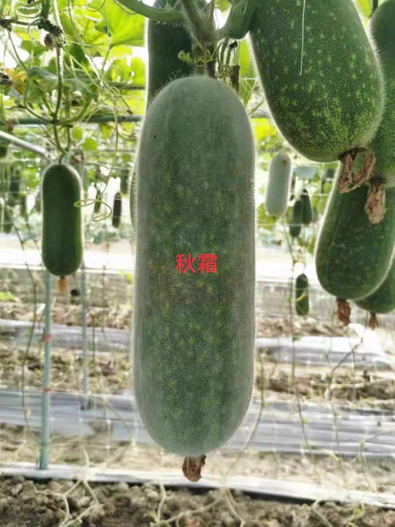 【夏玉秋霜节瓜种子】上粉快瓜型匀称口感脆甜
