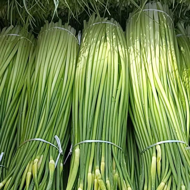 蒜苔安徽白帽蒜苔大量供应中对接电商市场社区团购等