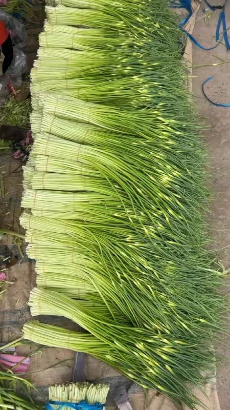 蒜苔安徽白帽蒜苔大量供应中对接电商市场社区团购等