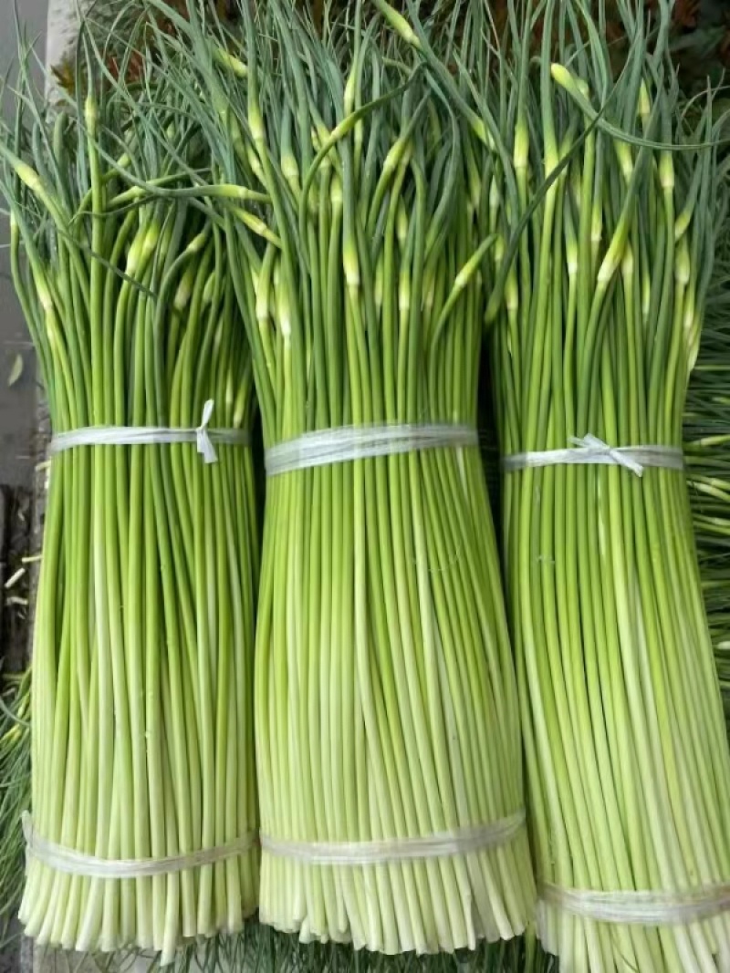 蒜苔安徽白帽蒜苔大量供应中对接电商市场社区团购等