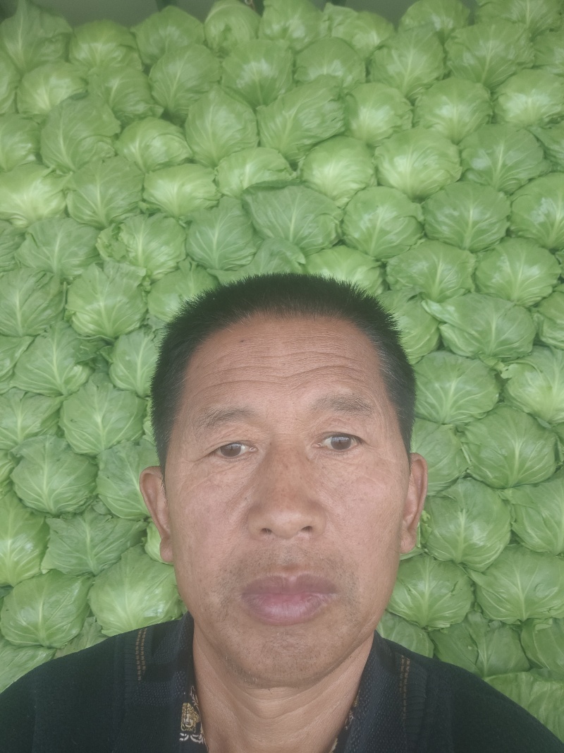 甘蓝，冷棚甘蓝大量出售，质量优良，个头匀称，色亮需要联系