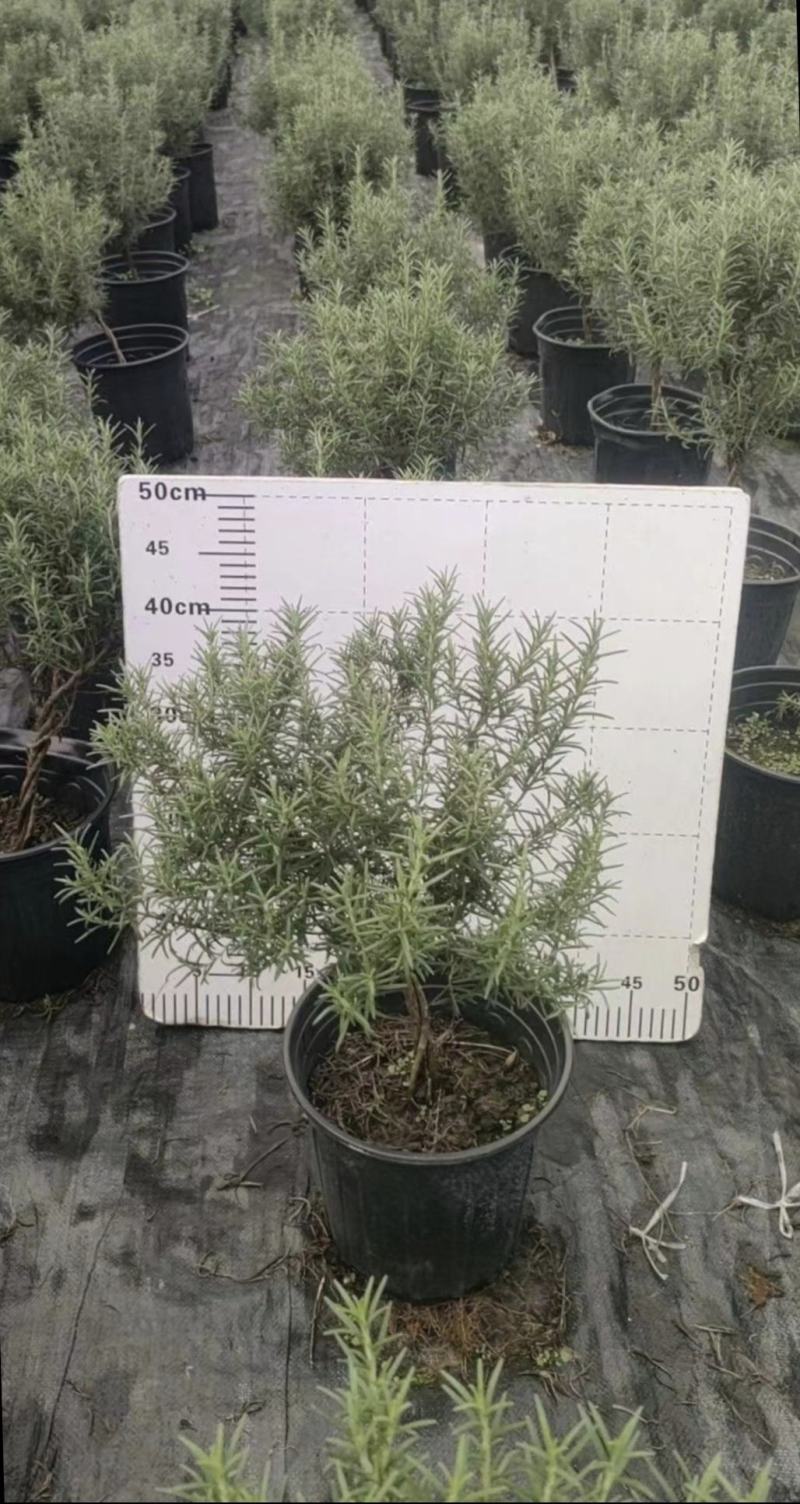 迷迭香杯苗，绿化工程苗，花坛花境观赏，基地直发