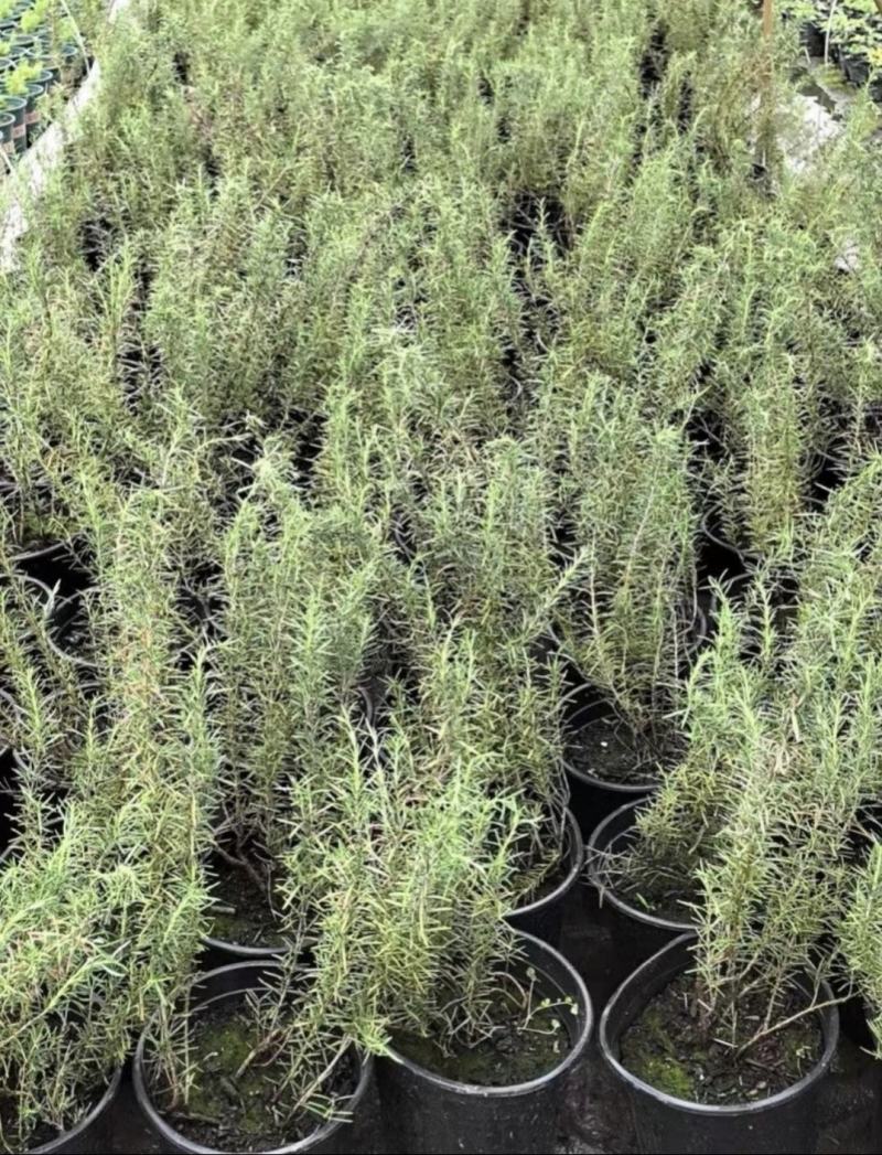 迷迭香杯苗，绿化工程苗，花坛花境观赏，基地直发