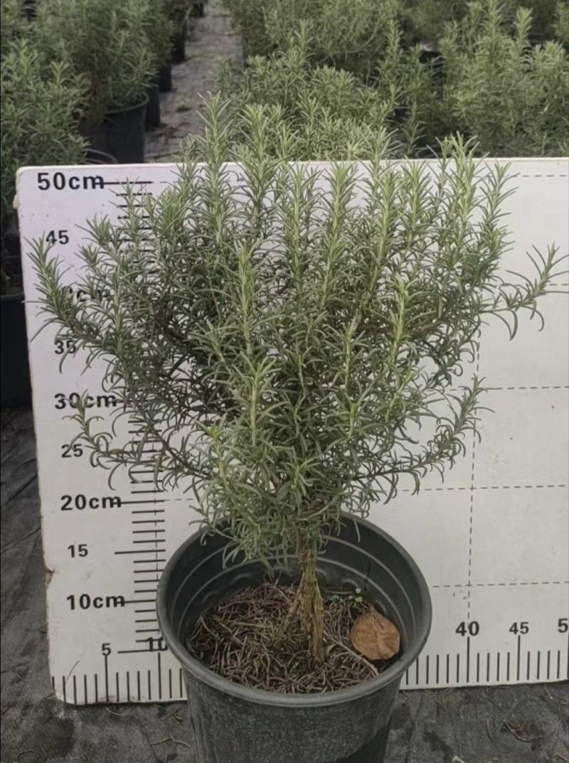 迷迭香杯苗，绿化工程苗，花坛花境观赏，基地直发