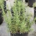 迷迭香杯苗，绿化工程苗，花坛花境观赏，基地直发