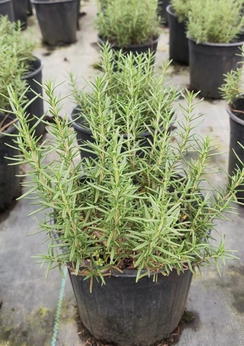 迷迭香杯苗，绿化工程苗，花坛花境观赏，基地直发