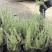 迷迭香杯苗，绿化工程苗，花坛花境观赏，基地直发