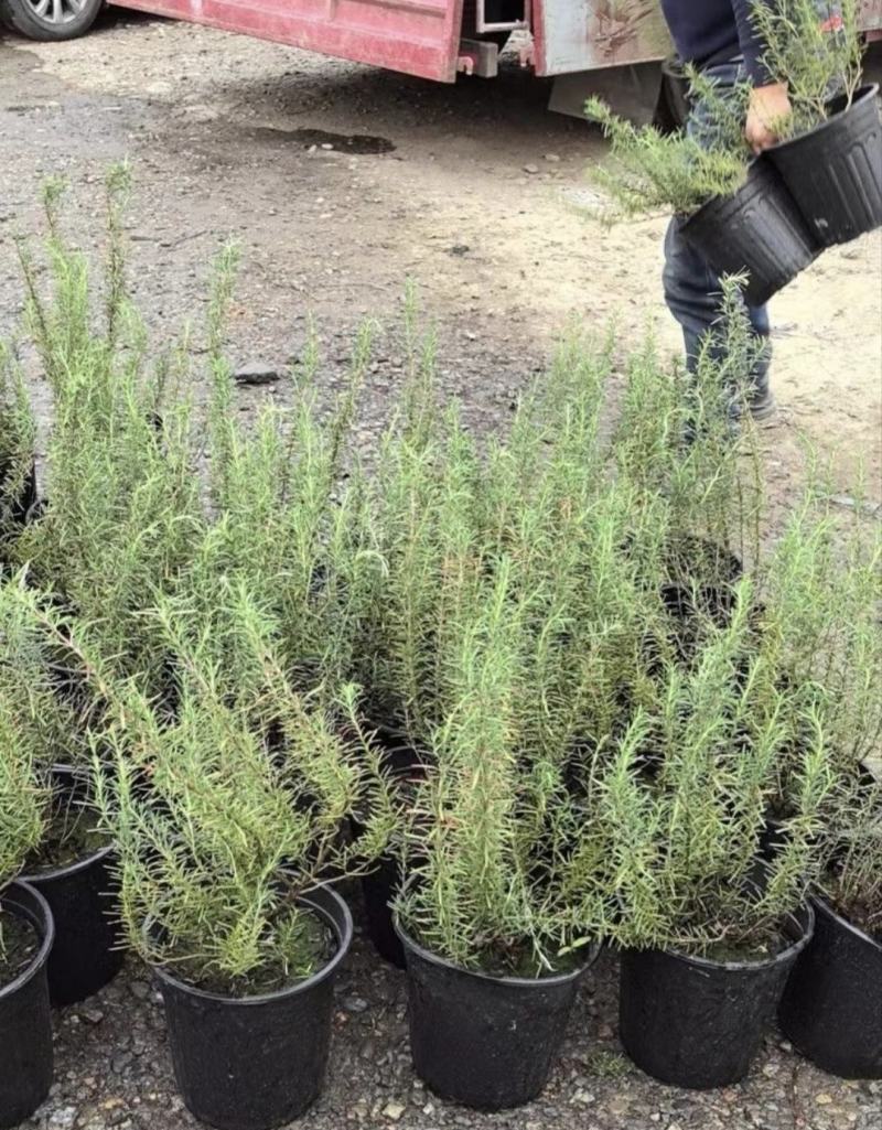迷迭香杯苗，绿化工程苗，花坛花境观赏，基地直发