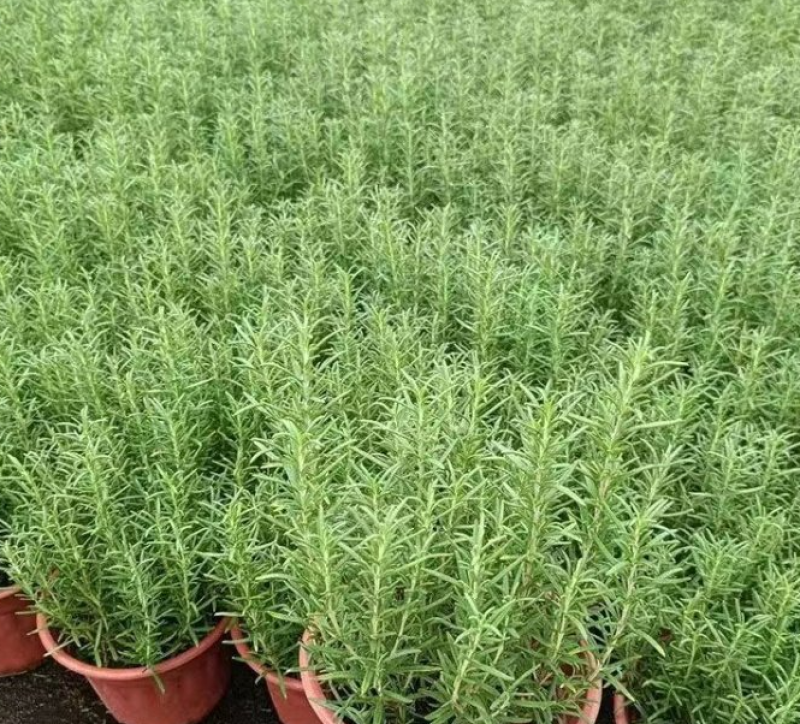 迷迭香杯苗，绿化工程苗，花坛花境观赏，基地直发