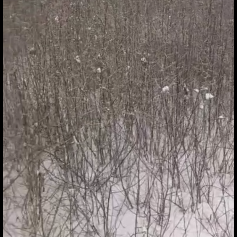 产地直销精品沙棘苗规格齐全价格优惠全部一手货源欢迎咨询