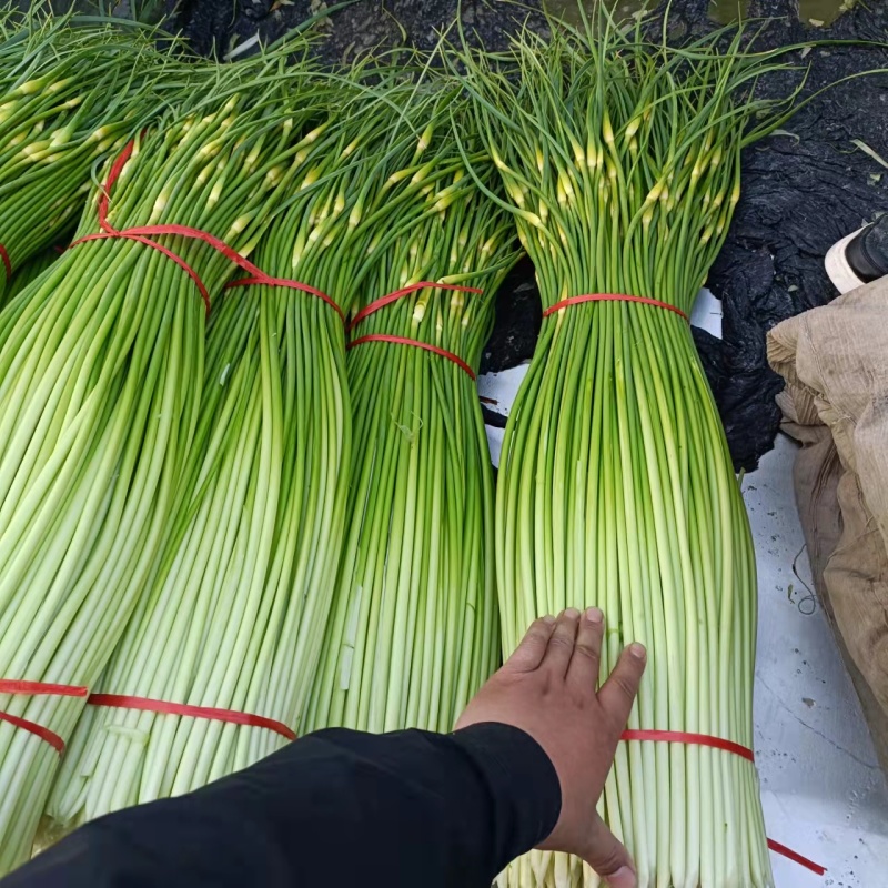 （热卖中）白帽蒜薹大量上市产地直供品质保障量