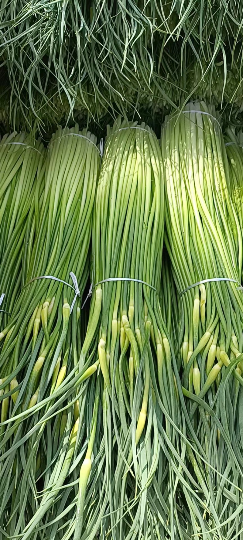 （热卖中）白帽蒜薹大量上市产地直供品质保障量
