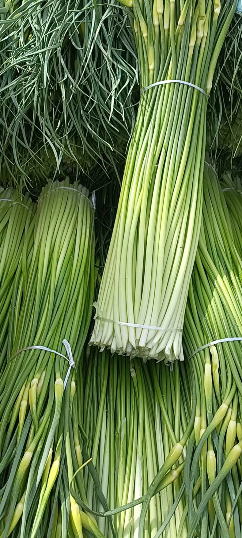 （热卖中）白帽蒜薹大量上市产地直供品质保障量