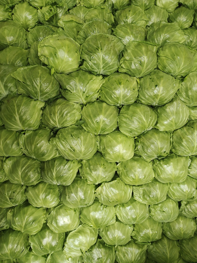 中甘甘蓝