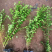 小叶女贞，四季常绿灌木，批发基地，常年供应