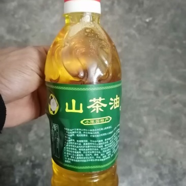 高山老桩山茶籽树（纯野小果），山茶油价格很不错
