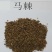 马棘种子护坡灌木饲用灌木牧草种籽抗旱耐寒高蛋白饲草易播种