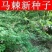 马棘种子护坡灌木饲用灌木牧草种籽抗旱耐寒高蛋白饲草易播种