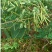 马棘种子护坡灌木饲用灌木牧草种籽抗旱耐寒高蛋白饲草易播种