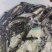 青鱼苗长期出售各类鱼苗淡水养殖抗疫强，成活率高