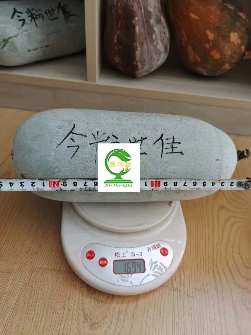 今粉世佳甜节瓜水果型早中熟耐热上粉快果肉绿色