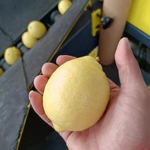 四川柠檬品质保证产地直发可视频看货欢迎咨询