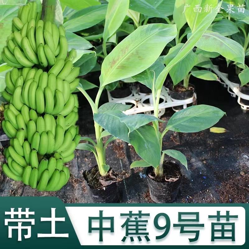 广西正宗香蕉苗/粉蕉红香蕉/品种纯正/量大优惠/证件齐全