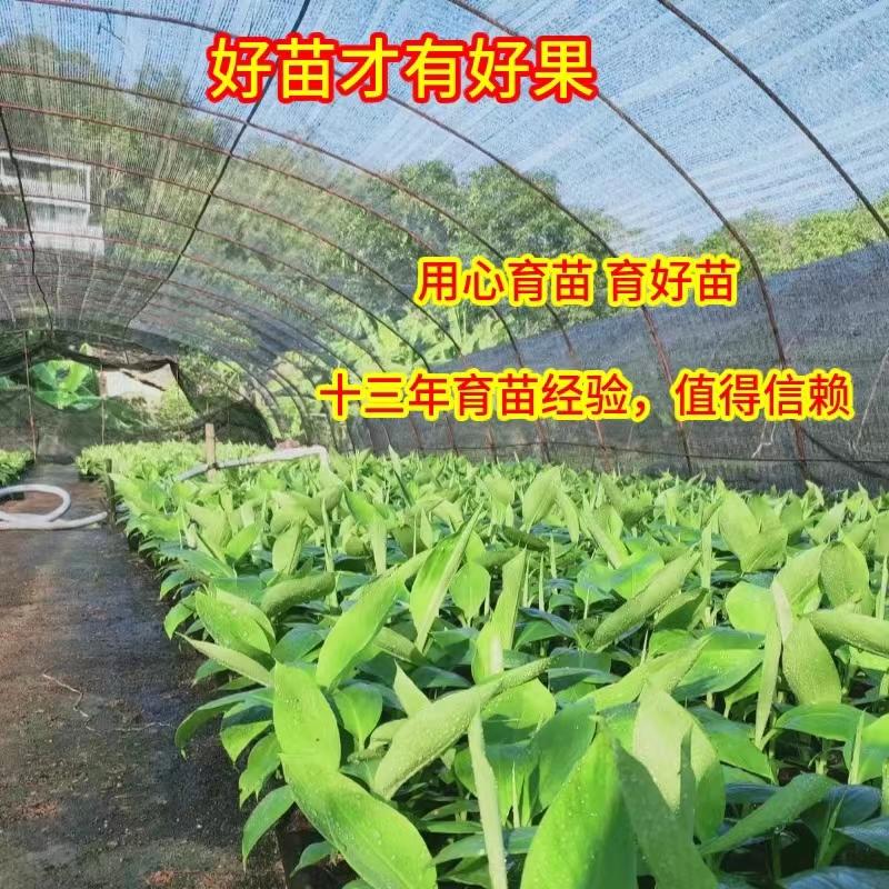 广西正宗香蕉苗/粉蕉红香蕉/品种纯正/量大优惠/证件齐全