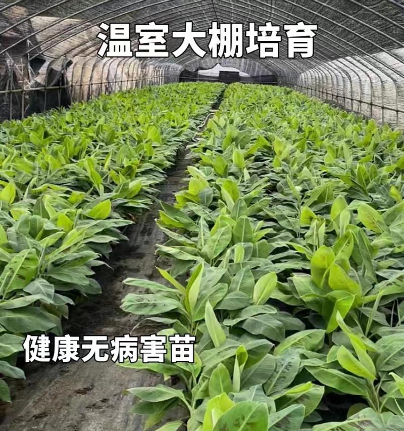 广西正宗香蕉苗/粉蕉红香蕉/品种纯正/量大优惠/证件齐全