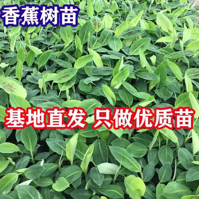 广西正宗香蕉苗/粉蕉红香蕉/品种纯正/量大优惠/证件齐全